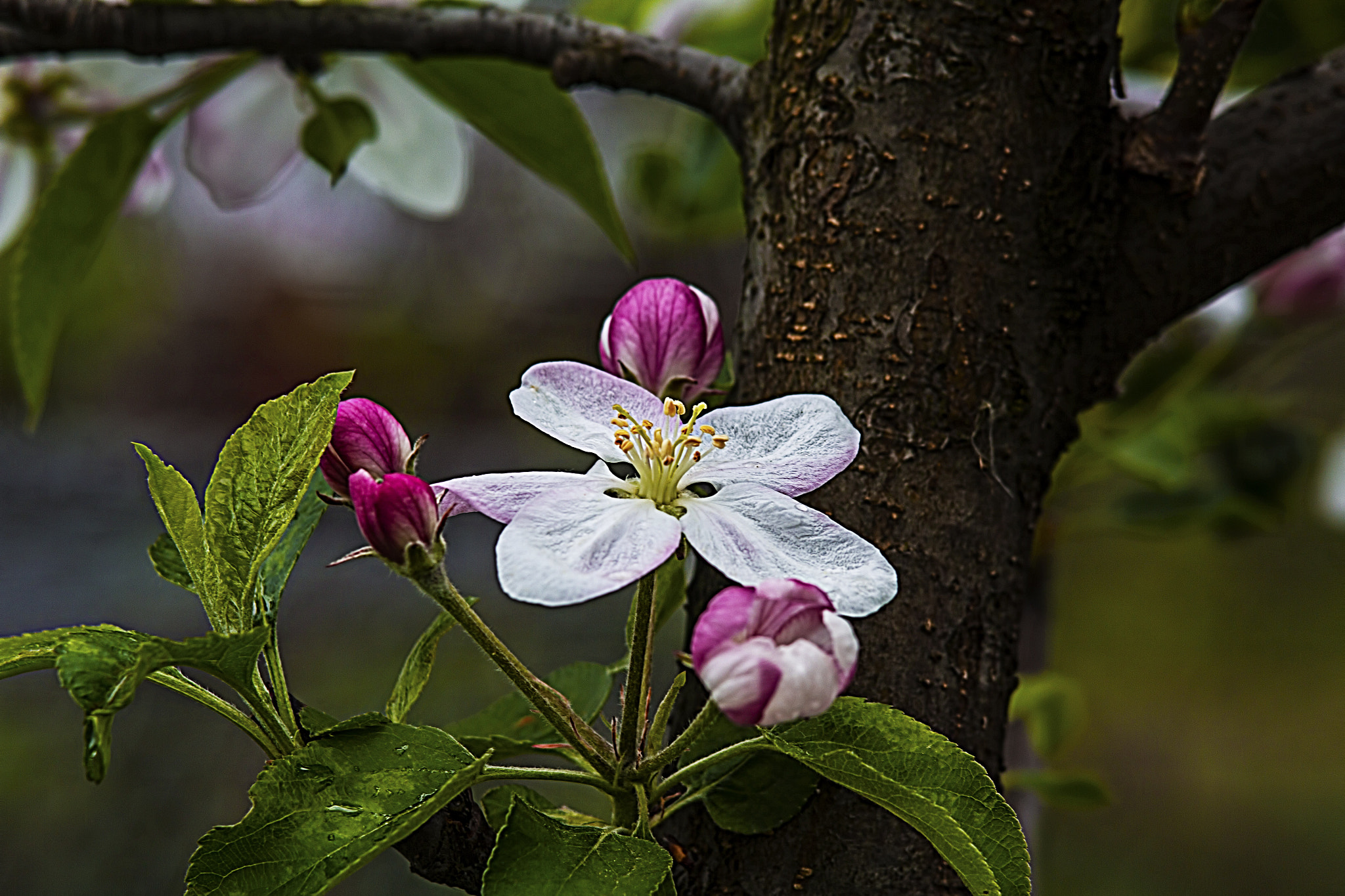 Canon EF 35-105mm f/3.5-4.5 sample photo. Florimar photography