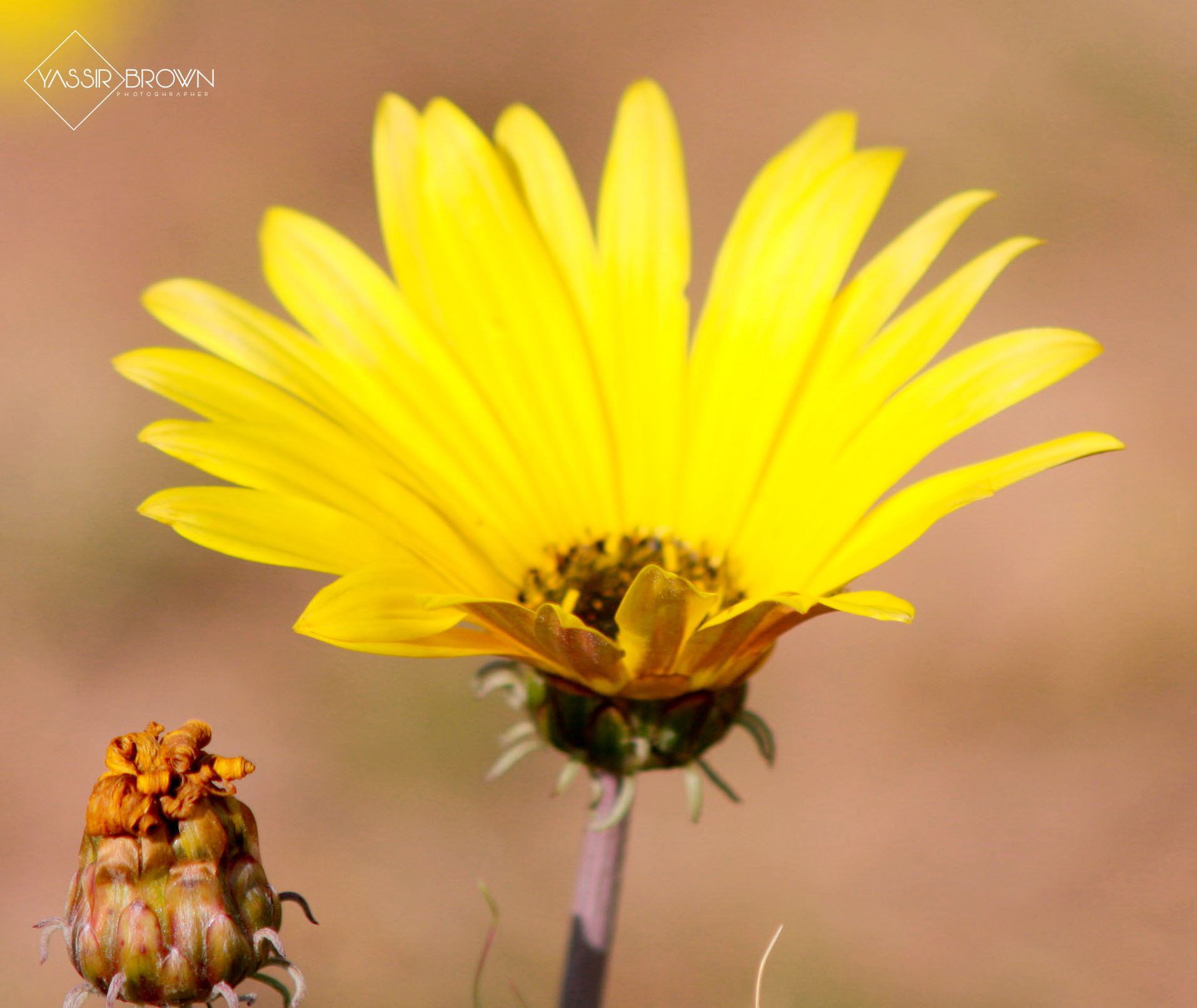 Canon EF 50-200mm f/3.5-4.5 sample photo. Rose photography