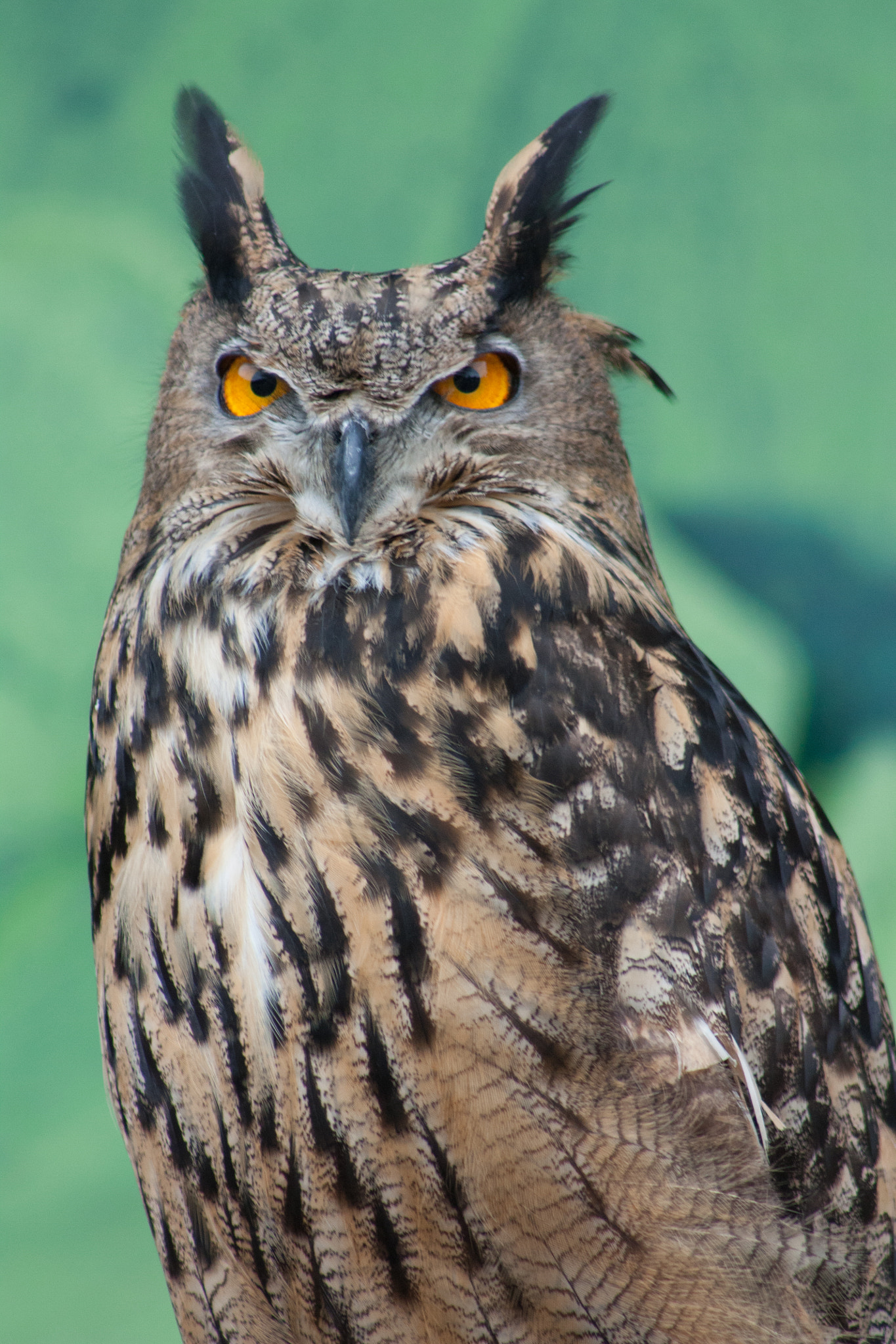 Canon EOS 450D (EOS Rebel XSi / EOS Kiss X2) sample photo. Owl at oregon zoo's birds of prey photography