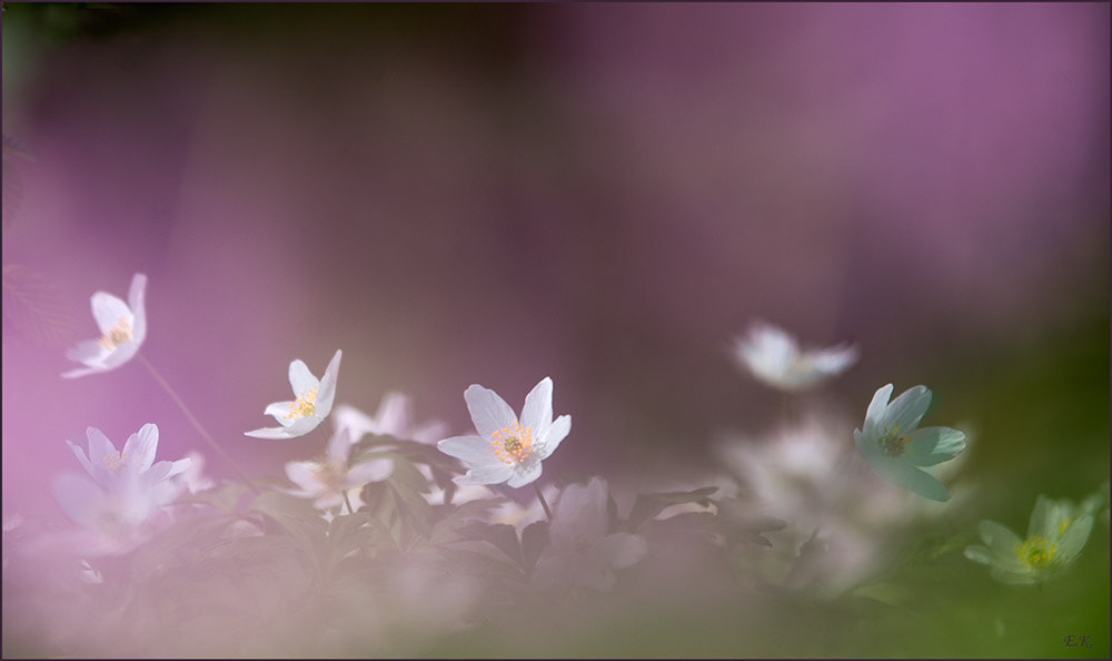 Sony a99 II + Tamron SP AF 70-200mm F2.8 Di LD (IF) MACRO sample photo. Wood anemones photography