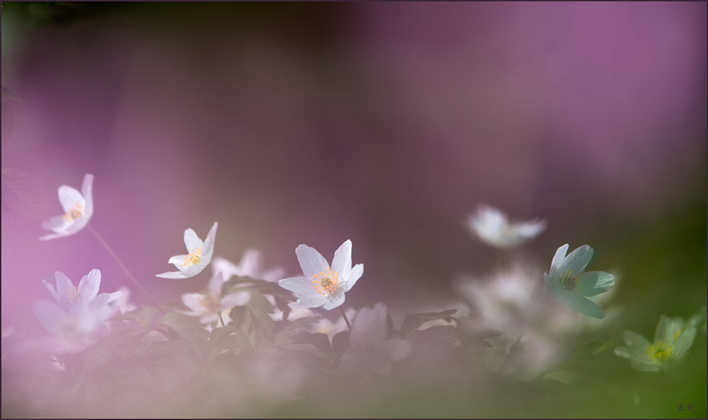 Tamron SP AF 70-200mm F2.8 Di LD (IF) MACRO sample photo. Wood anemones photography
