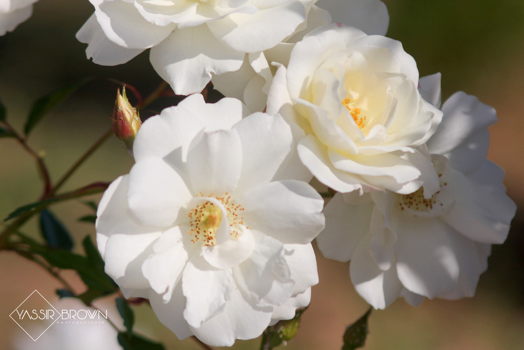 Canon EF 50-200mm f/3.5-4.5 sample photo. White rose photography