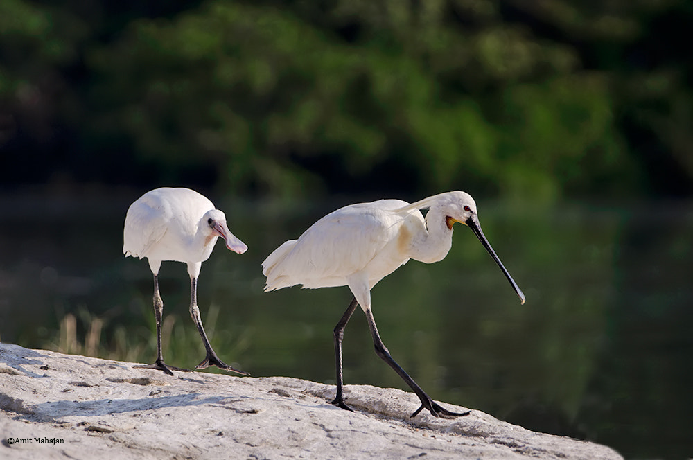 Sony 70-400mm F4-5.6 G SSM II sample photo. "she talks the talk, but he walks the walk" photography