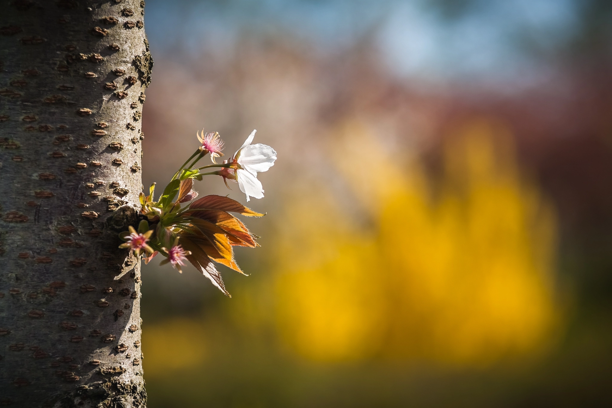 Canon EOS 5D + Canon EF 135mm F2.8 SF sample photo. Some blossom photography