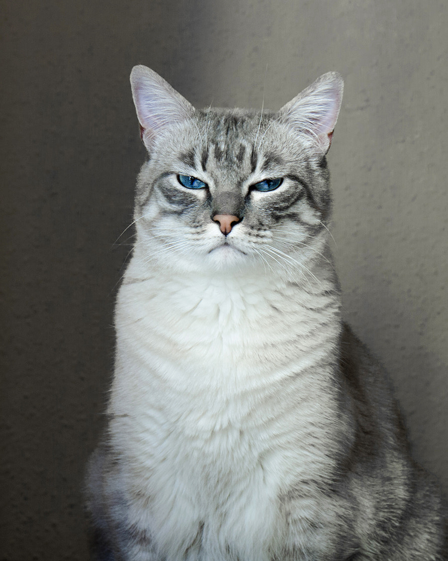 Canon EF 24-70mm F4L IS USM sample photo. Gray cat with blue eyes. photography