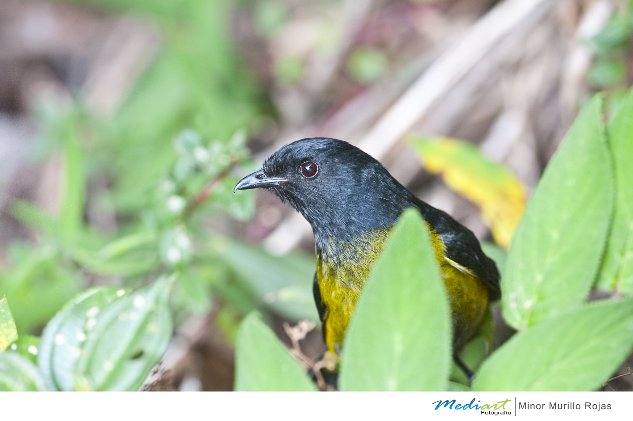 Nikon D700 + Nikon AF-S Nikkor 300mm F4D ED-IF sample photo. Black an yellow silky flycatcher photography