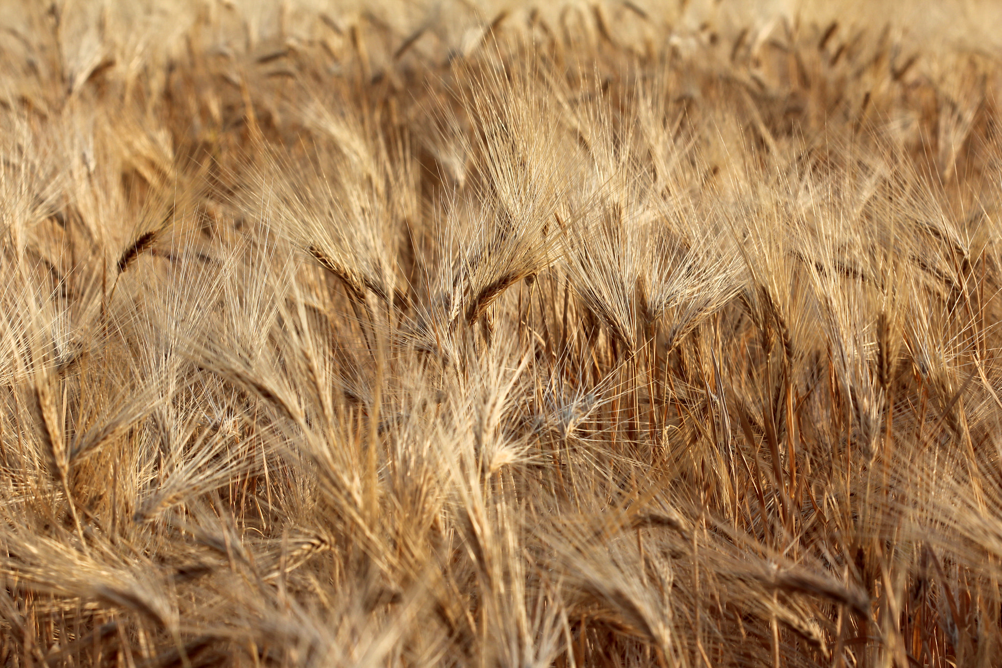 Canon EOS 600D (Rebel EOS T3i / EOS Kiss X5) sample photo. Barley field photography
