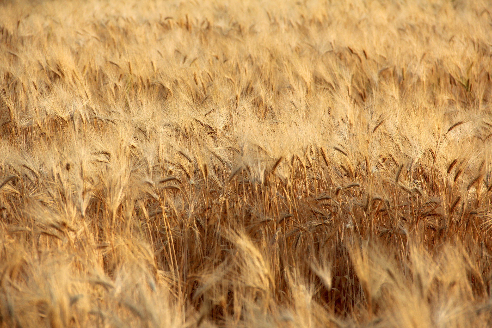 Canon EOS 600D (Rebel EOS T3i / EOS Kiss X5) sample photo. Barley field photography