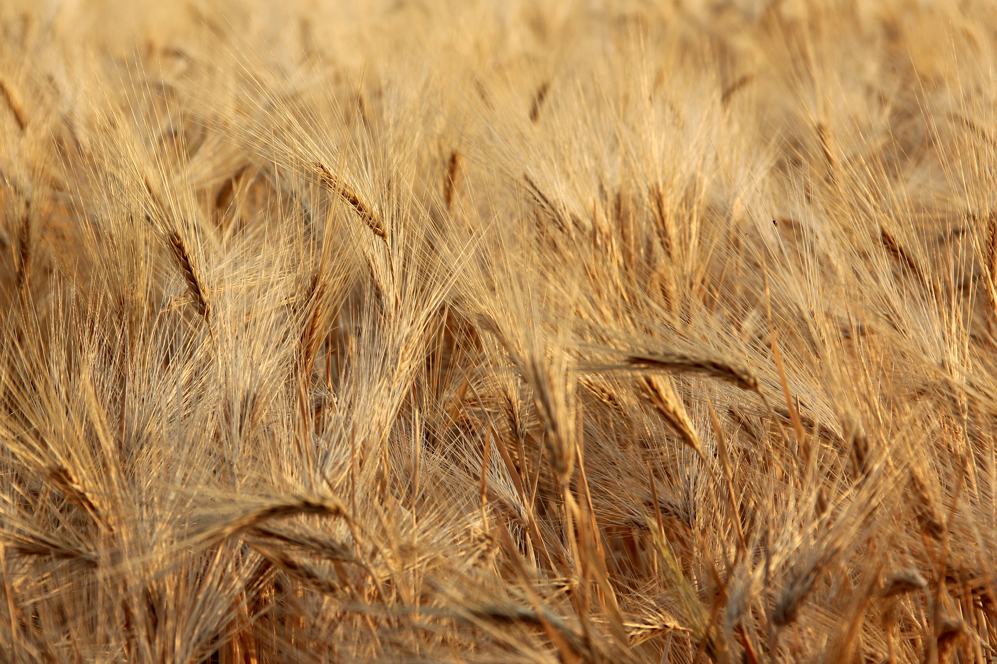 Canon EOS 600D (Rebel EOS T3i / EOS Kiss X5) sample photo. Barley field photography