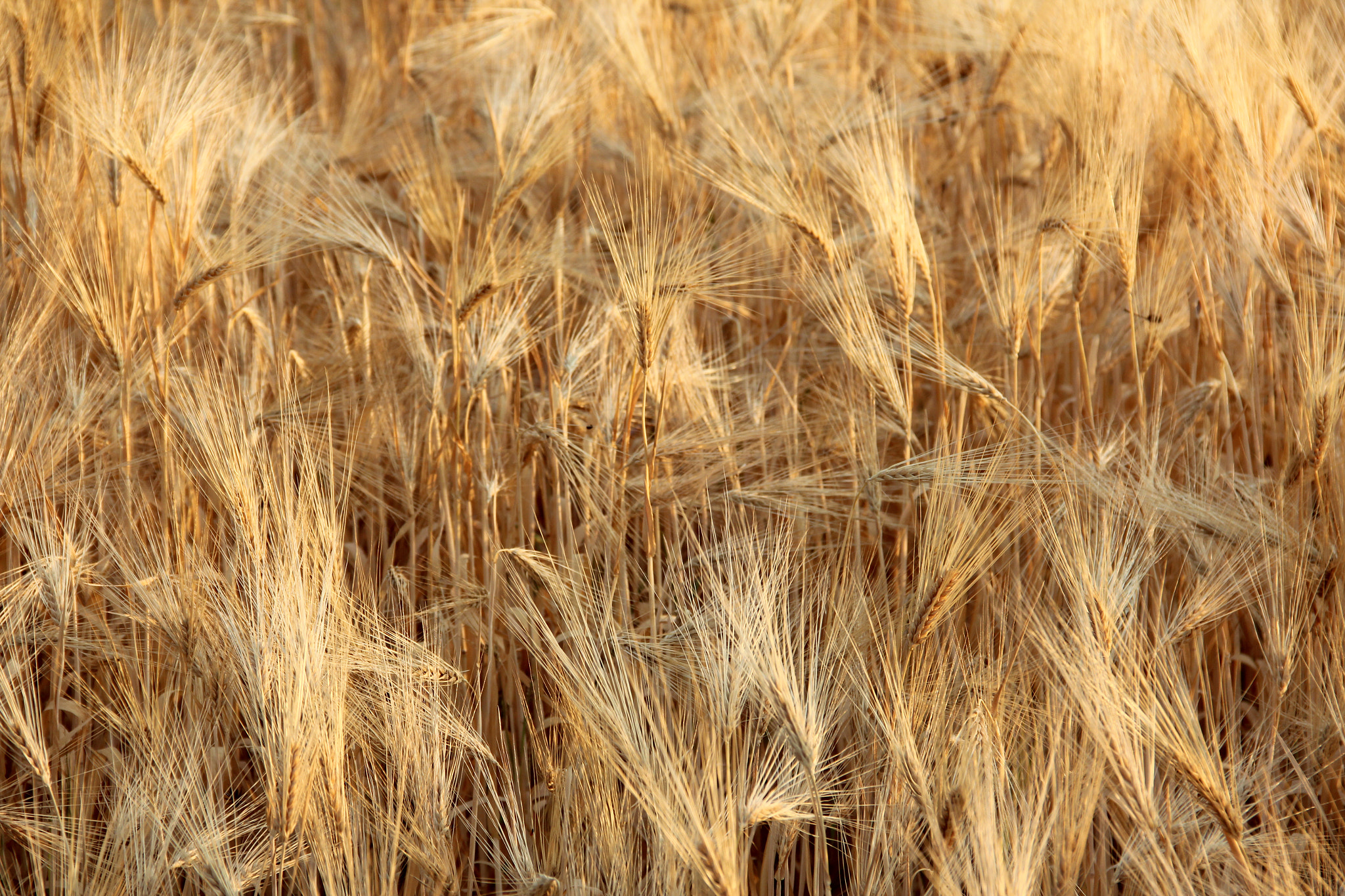 Canon EOS 600D (Rebel EOS T3i / EOS Kiss X5) sample photo. Barley field photography