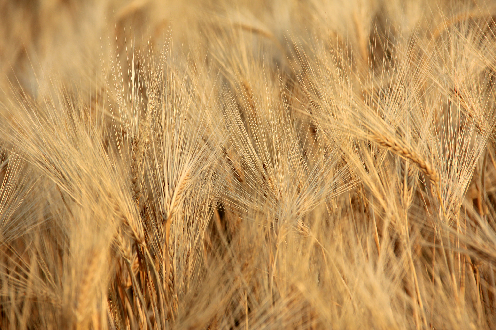 Canon EOS 600D (Rebel EOS T3i / EOS Kiss X5) sample photo. Barley field photography