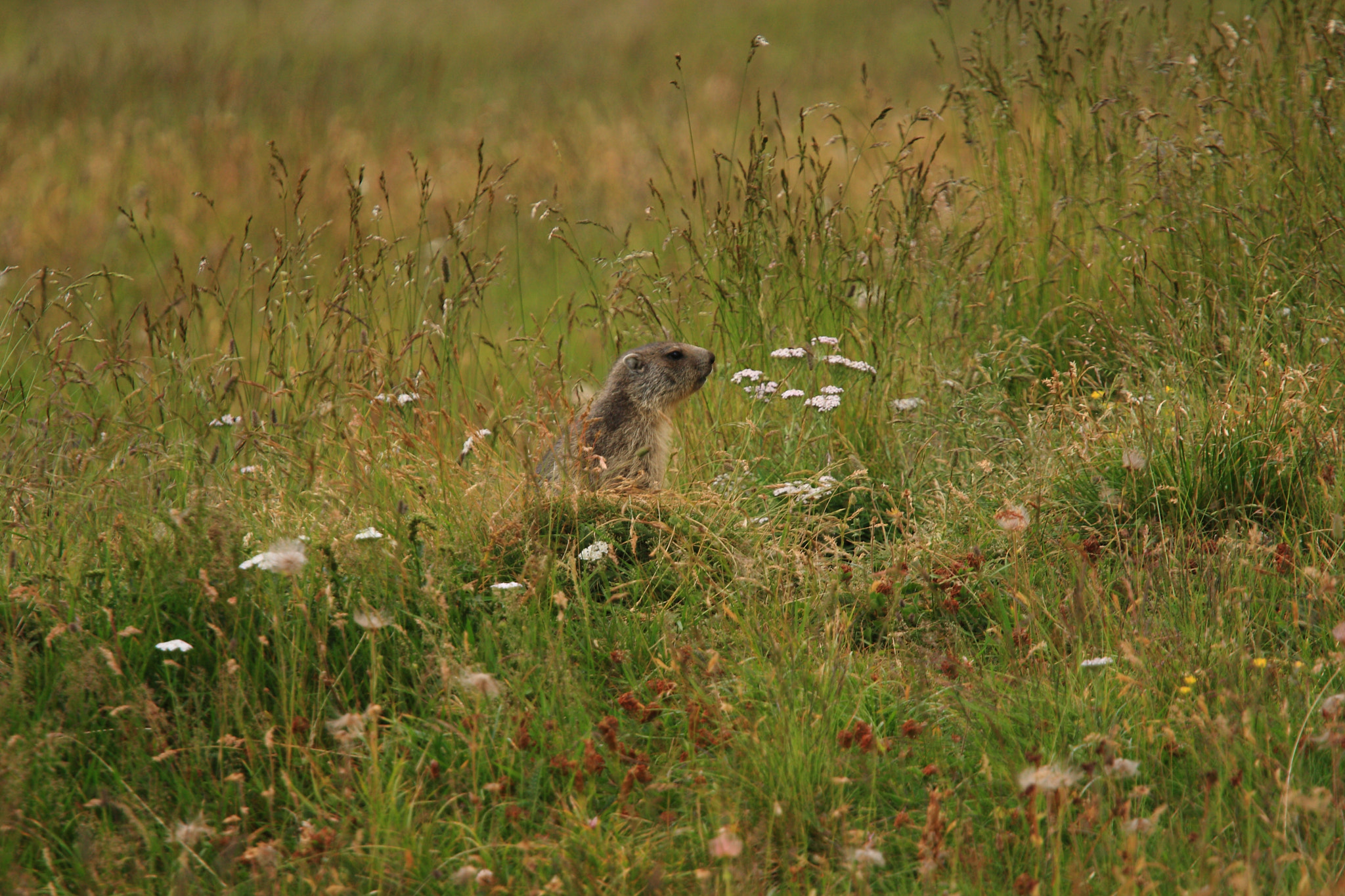 Canon EF 70-200mm F4L USM sample photo. Marmot photography