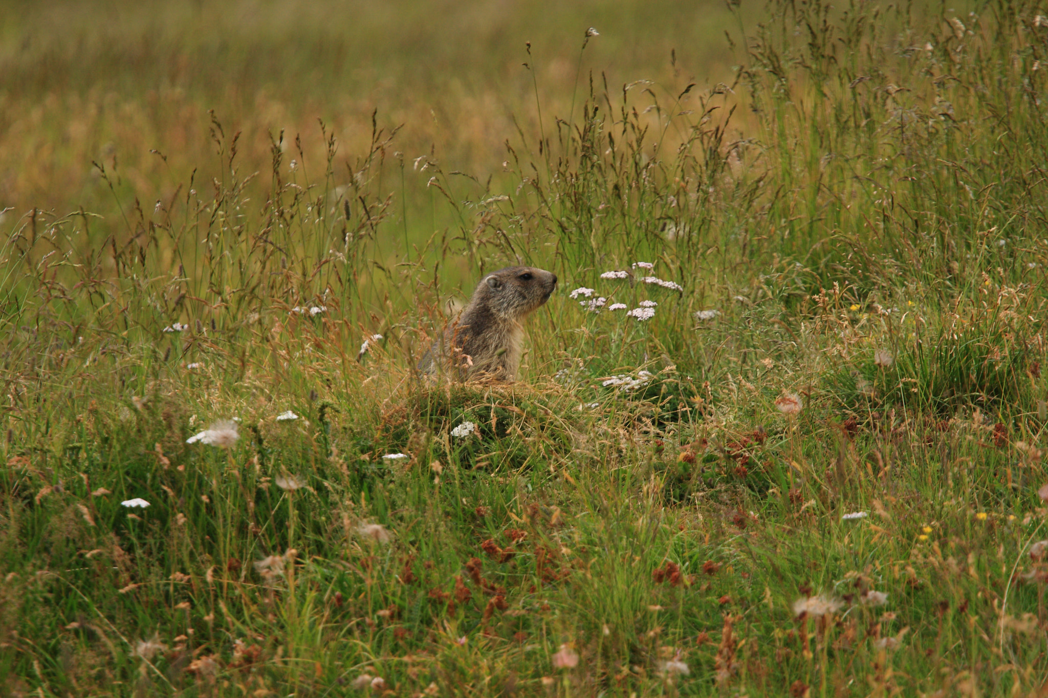 Canon EOS 40D + Canon EF 70-200mm F4L USM sample photo. Marmot photography