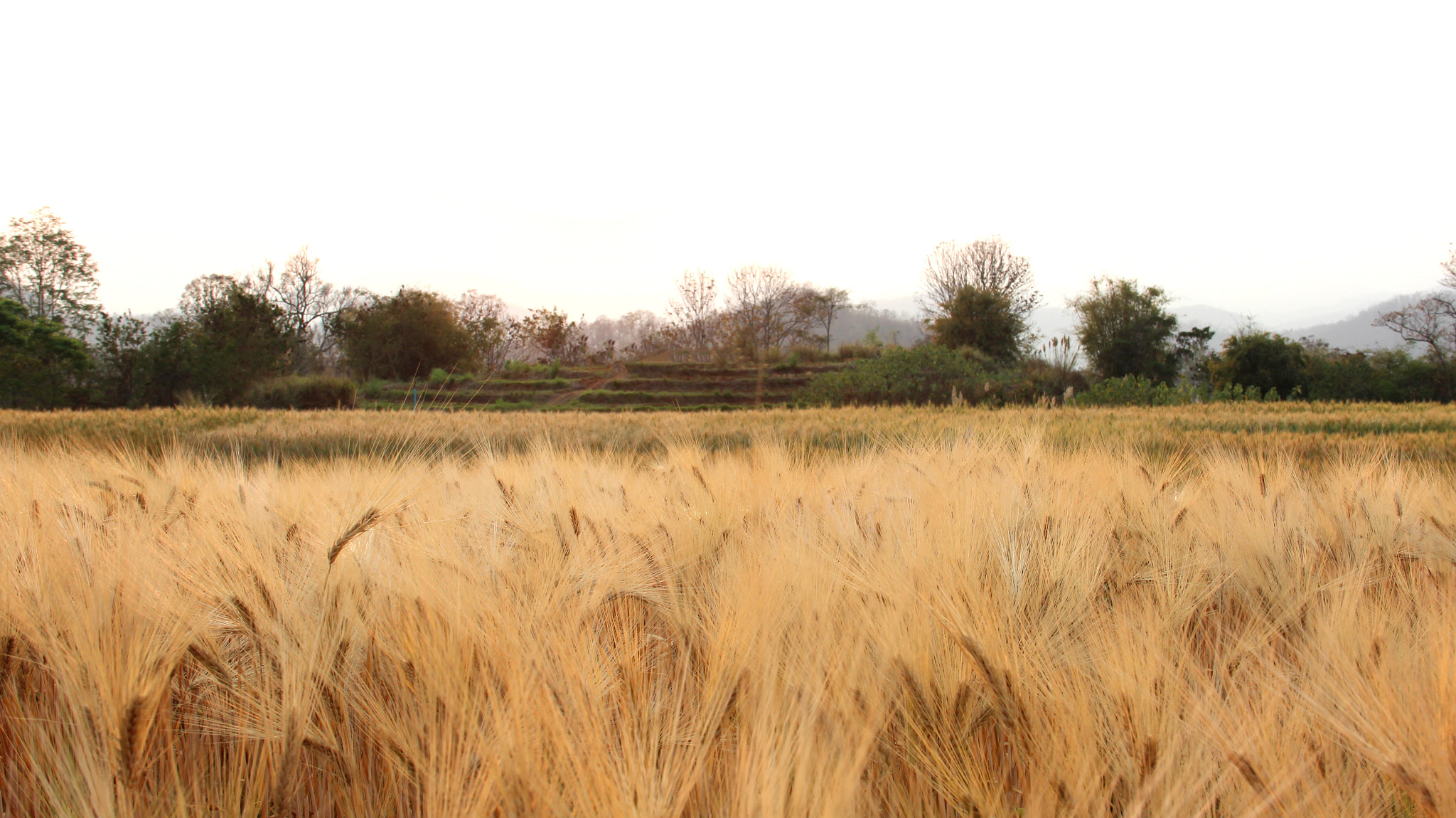 Canon EOS 600D (Rebel EOS T3i / EOS Kiss X5) sample photo. Barley field photography