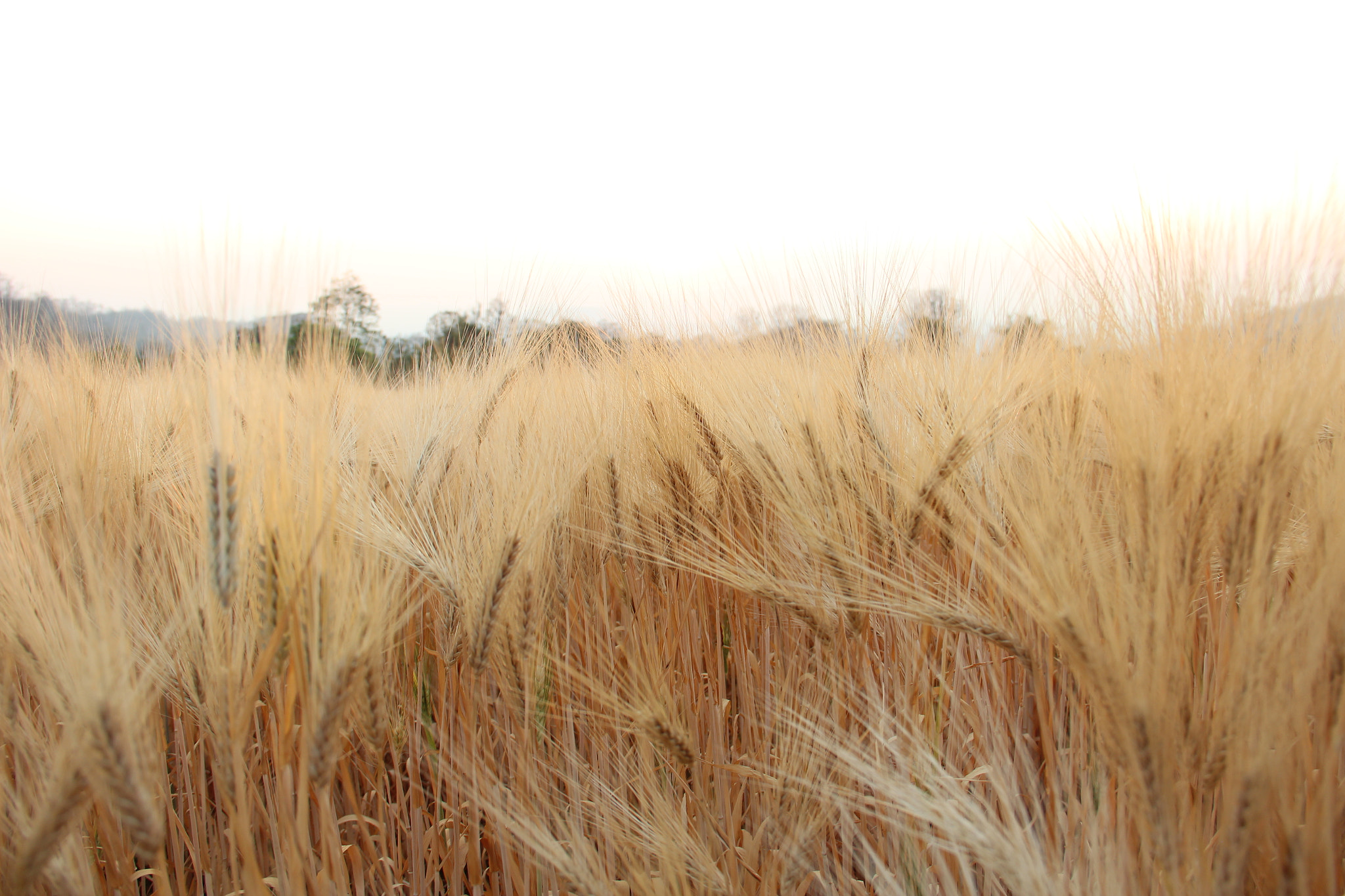 Canon EOS 600D (Rebel EOS T3i / EOS Kiss X5) sample photo. Barley field photography