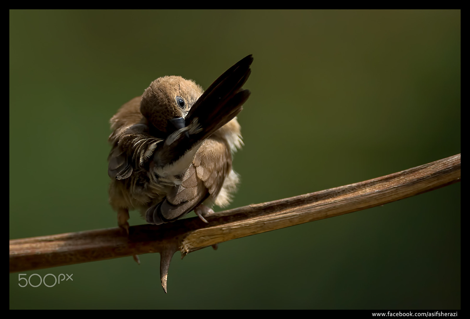 Nikon D5 sample photo. Beauty of the nature photography