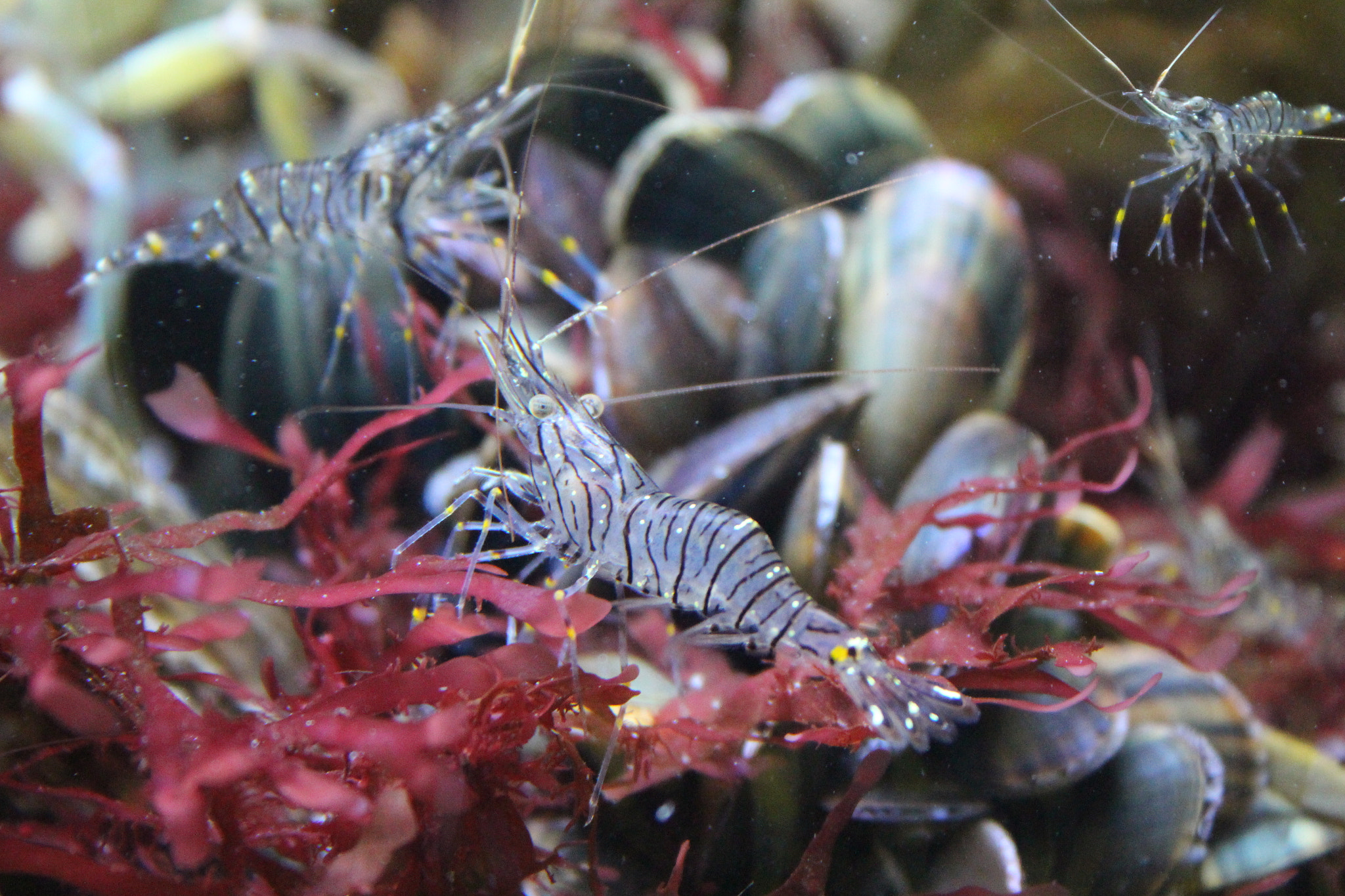 Canon EF-S 18-55mm F3.5-5.6 sample photo. Shrimps photography