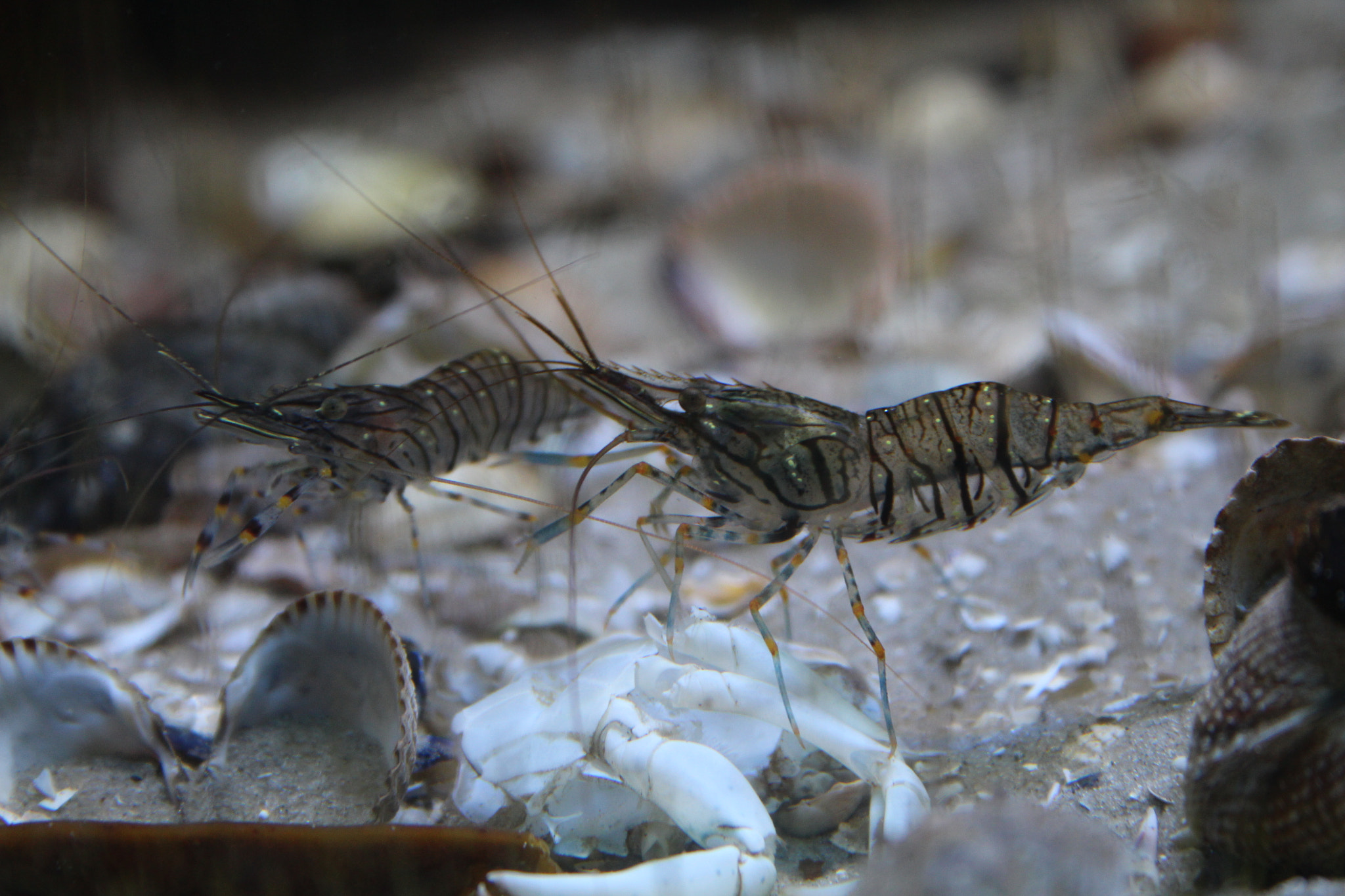 Canon EF-S 18-55mm F3.5-5.6 sample photo. Shrimps photography