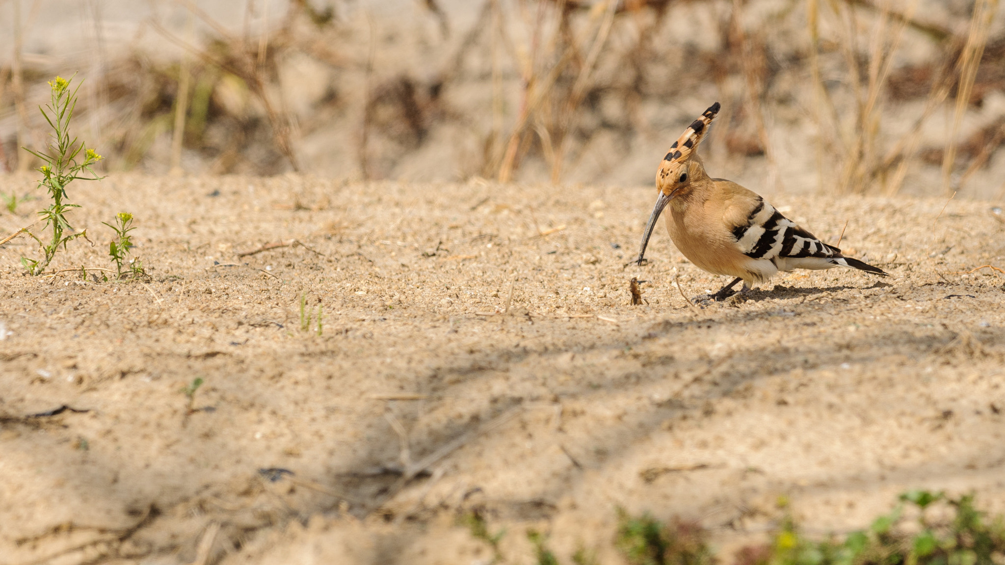 Nikon D300 + Nikon AF-S Nikkor 300mm F2.8G ED-IF VR sample photo. The hoopoe and the bug photography