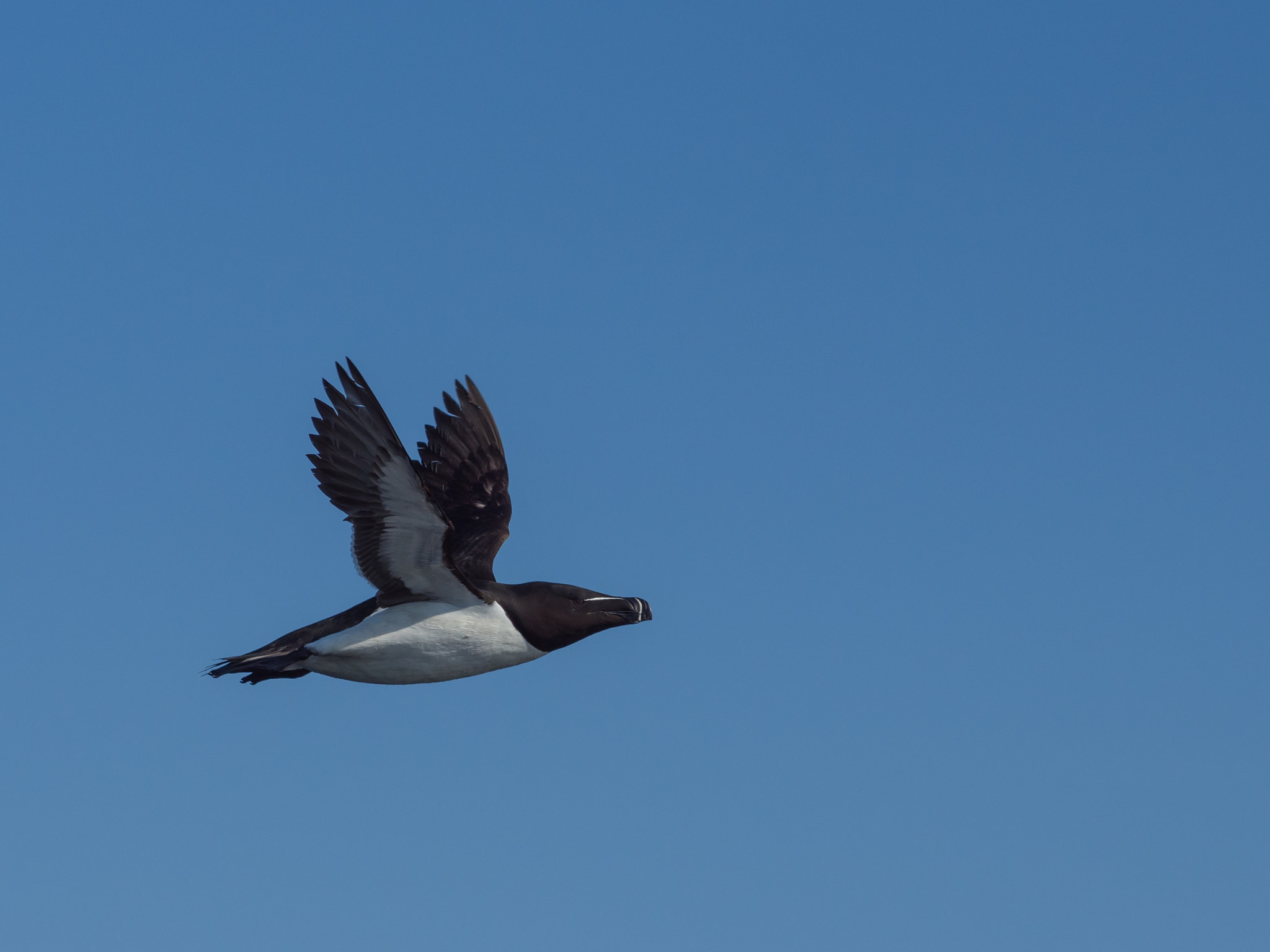 Olympus M.Zuiko Digital ED 75mm F1.8 sample photo. Razorbill photography