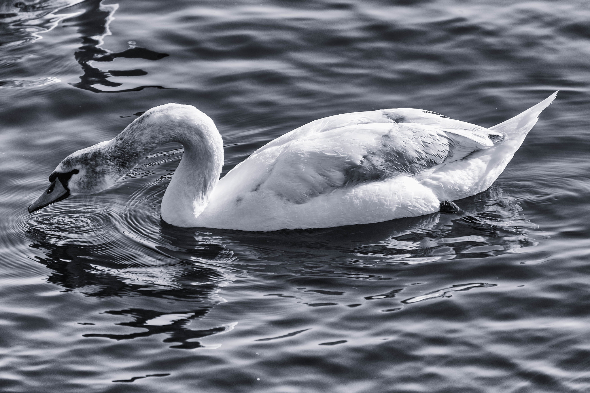 Nikon D3X sample photo. Swan hometown trace photography