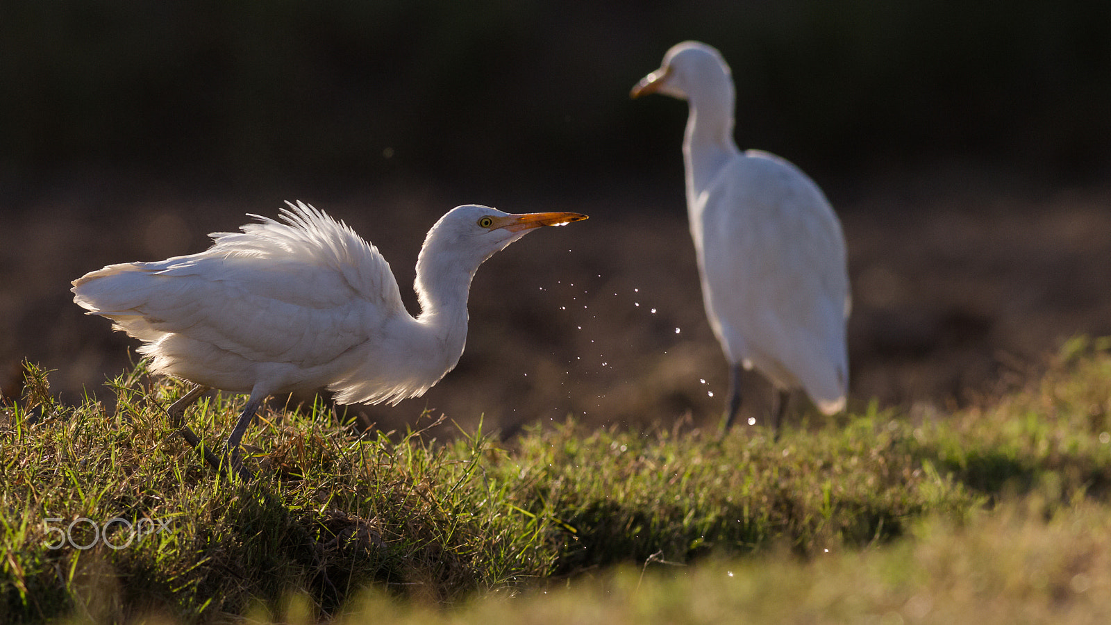 Canon EOS-1D Mark IV + Canon EF 400mm F5.6L USM sample photo. Cattle egret photography