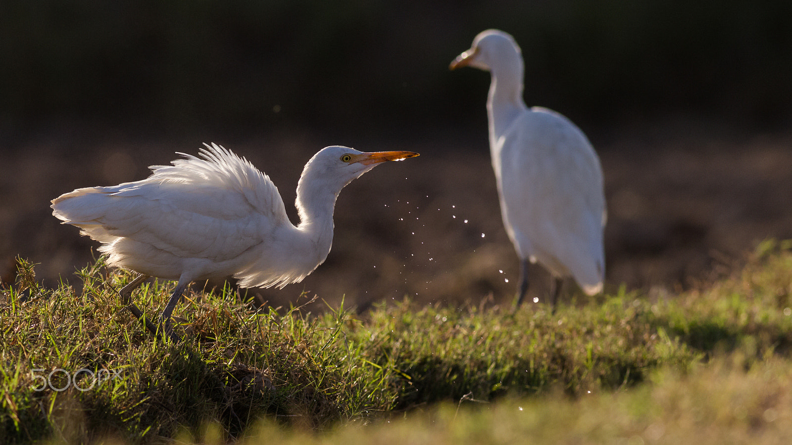 Canon EOS-1D Mark IV sample photo. Cattle egret photography