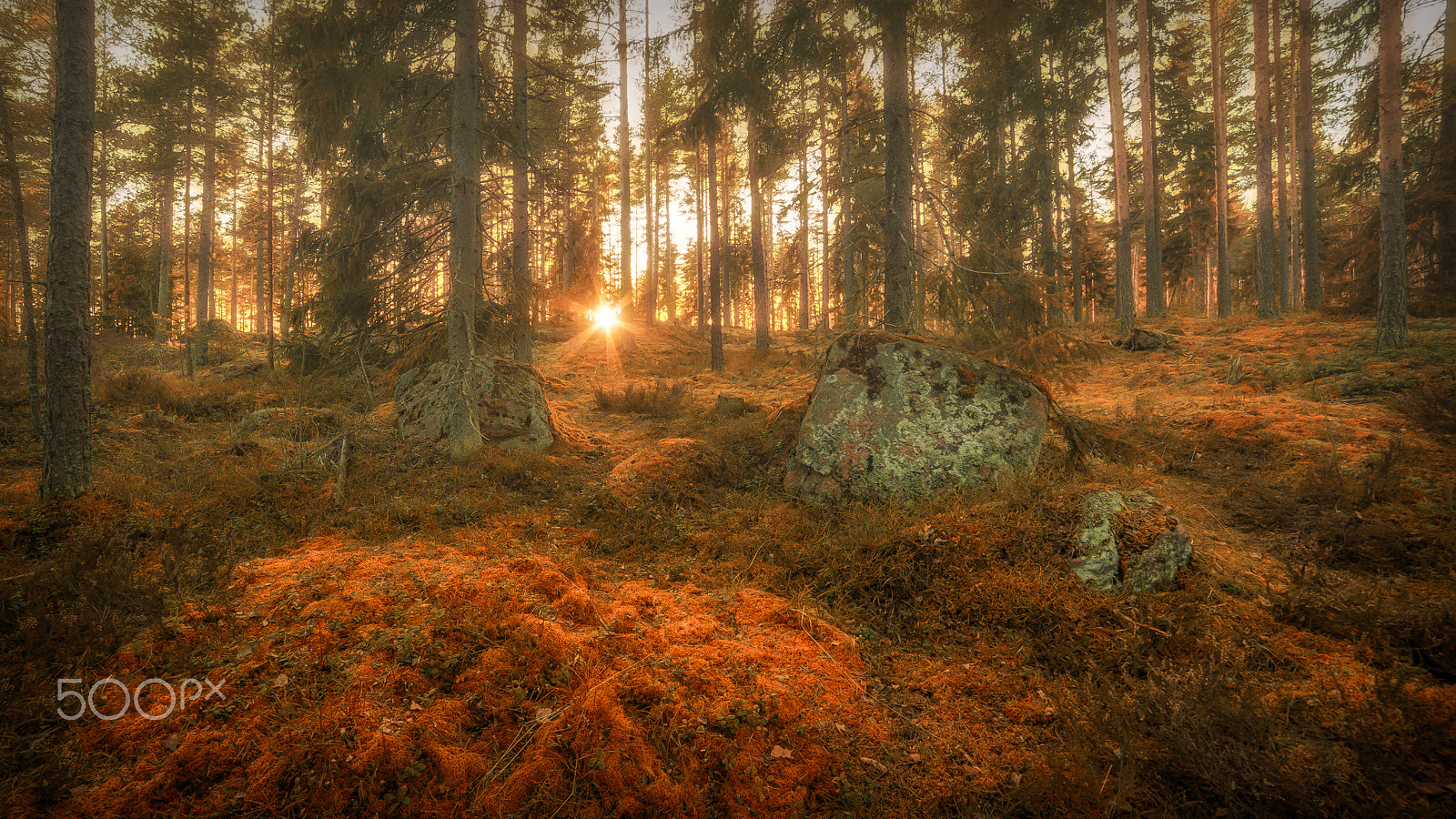 Nikon D3 sample photo. Misty forest photography