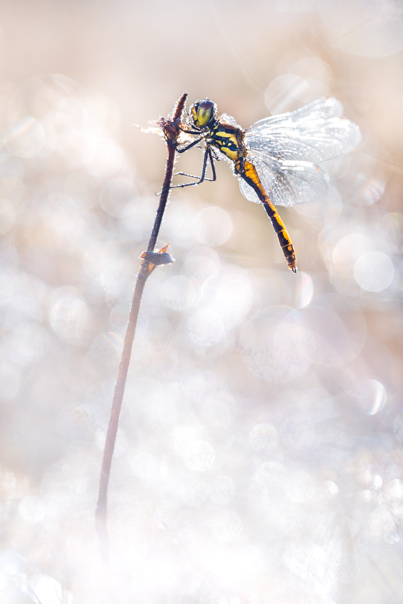 Sigma 150mm F2.8 EX DG OS Macro HSM sample photo. Back darter ii photography