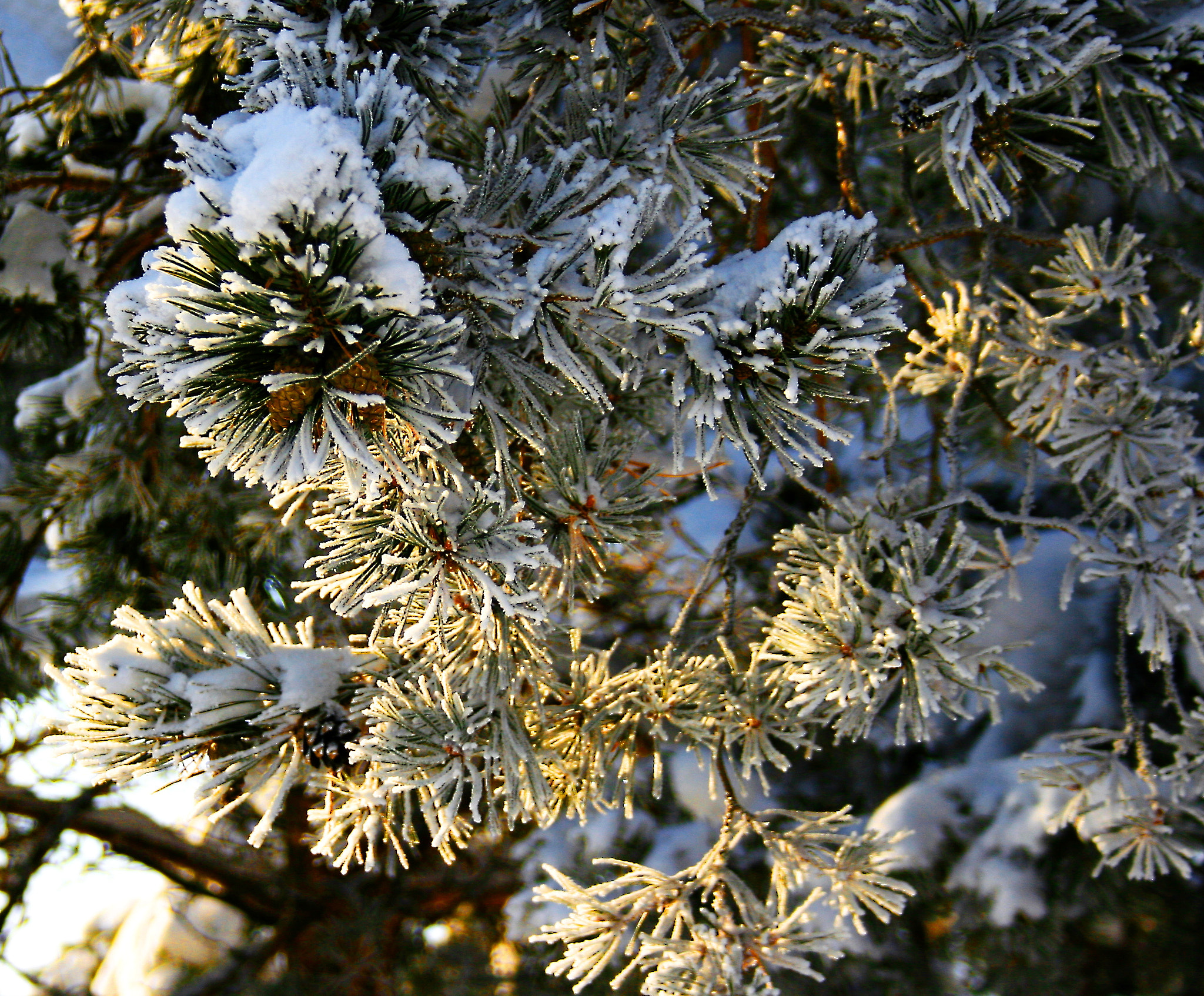 Canon EF-S 18-55mm F3.5-5.6 sample photo. Зимний "макияж". photography