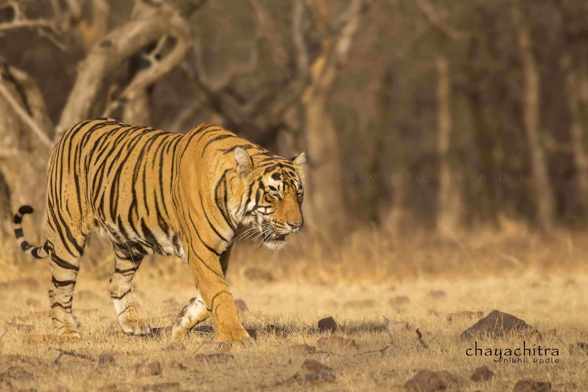 Canon EF 100-400mm F4.5-5.6L IS USM sample photo. Pacman's catwalk photography