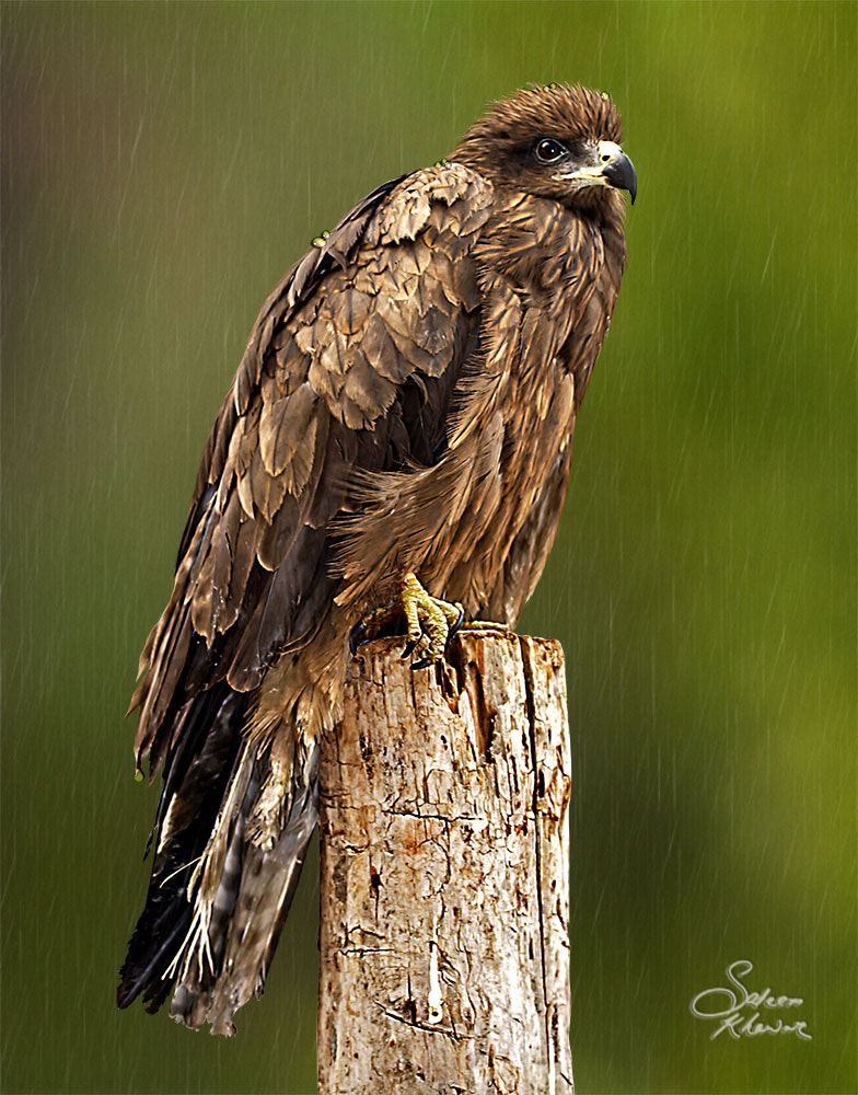Sigma 150-600mm F5-6.3 DG OS HSM | C sample photo. Enjoying in rain 2 photography
