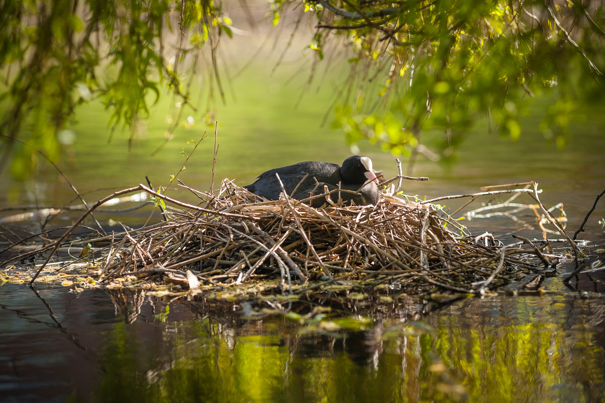 Canon EOS 5D + Canon EF 135mm F2.8 SF sample photo. Coot nest. photography