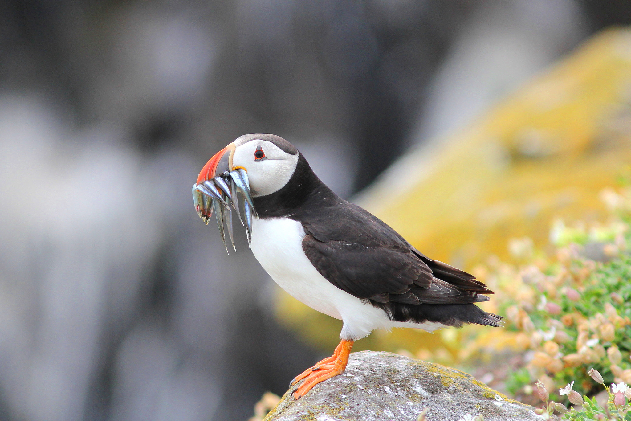 Canon EF 300mm F4L IS USM sample photo. Puffin photography