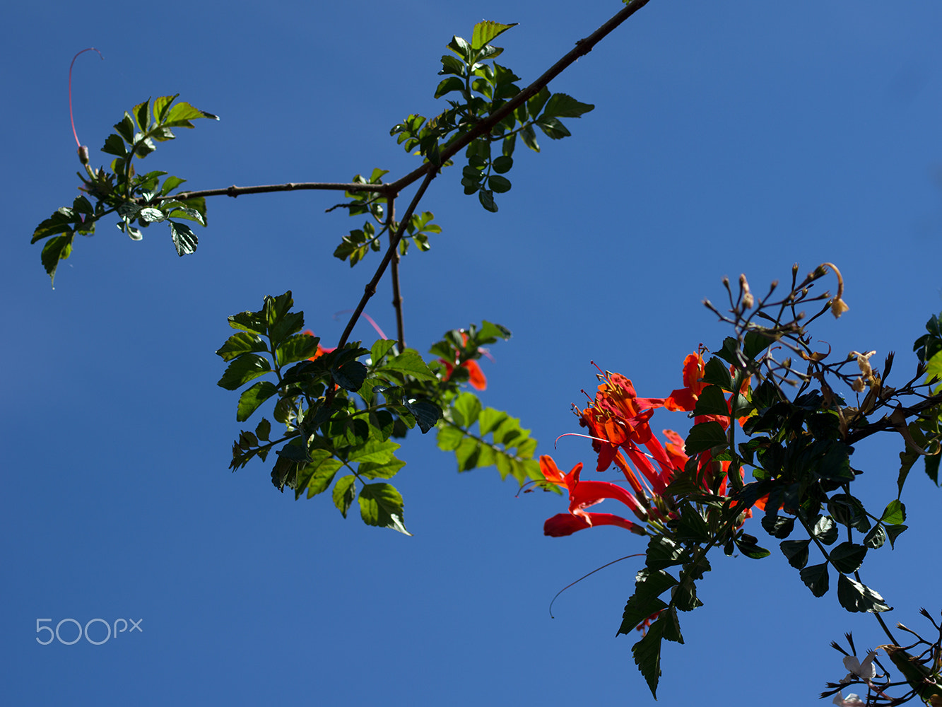Pentax smc D-FA 50mm F2.8 Macro sample photo. Urban-154279 photography