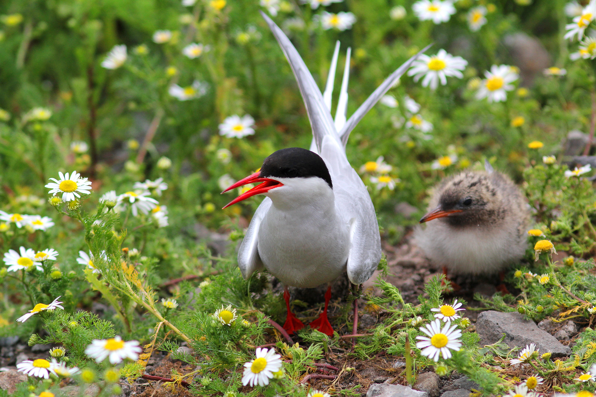 Canon EF 300mm F4L IS USM sample photo. Arctic tern with chick photography