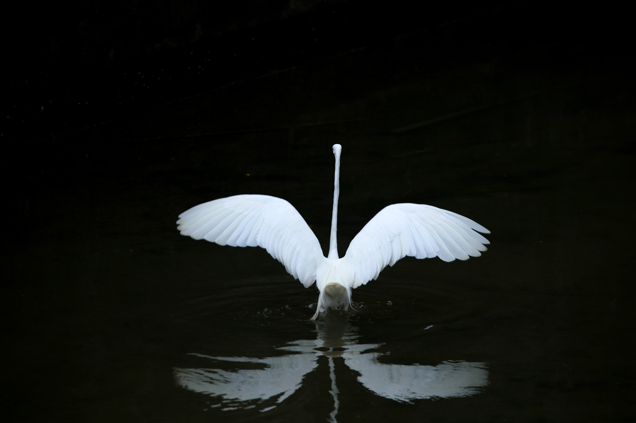 Tamron SP 150-600mm F5-6.3 Di VC USD sample photo. Great egret photography
