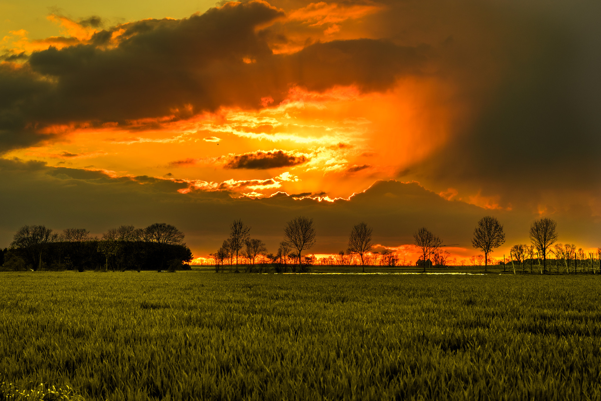 Sony a6300 + Sony Sonnar T* FE 55mm F1.8 ZA sample photo. Grass at sunset photography