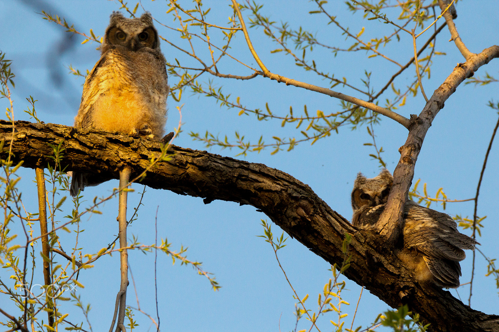Tamron SP 150-600mm F5-6.3 Di VC USD sample photo. Great horned owlets in a tree photography