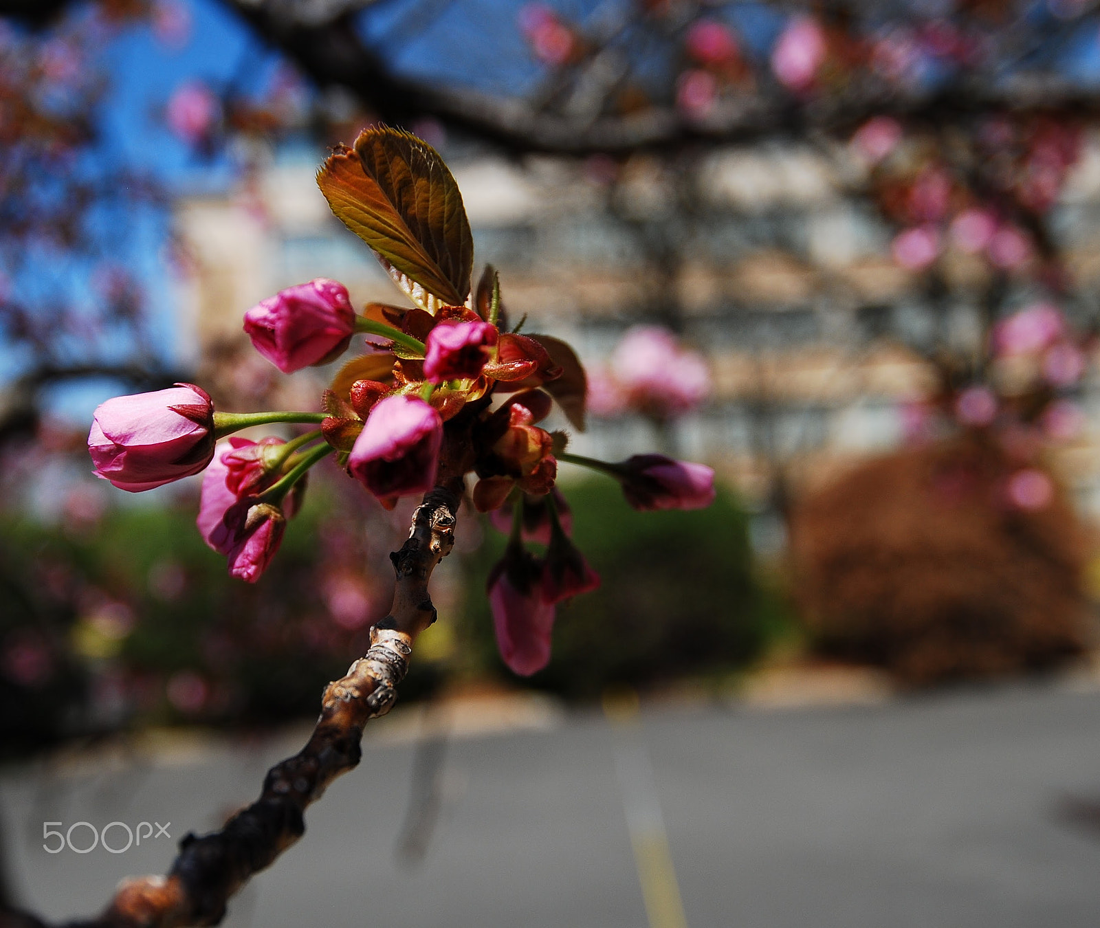Nikon AF-S Nikkor 18-35mm F3.5-4.5G ED sample photo. Metamorphic phase photography