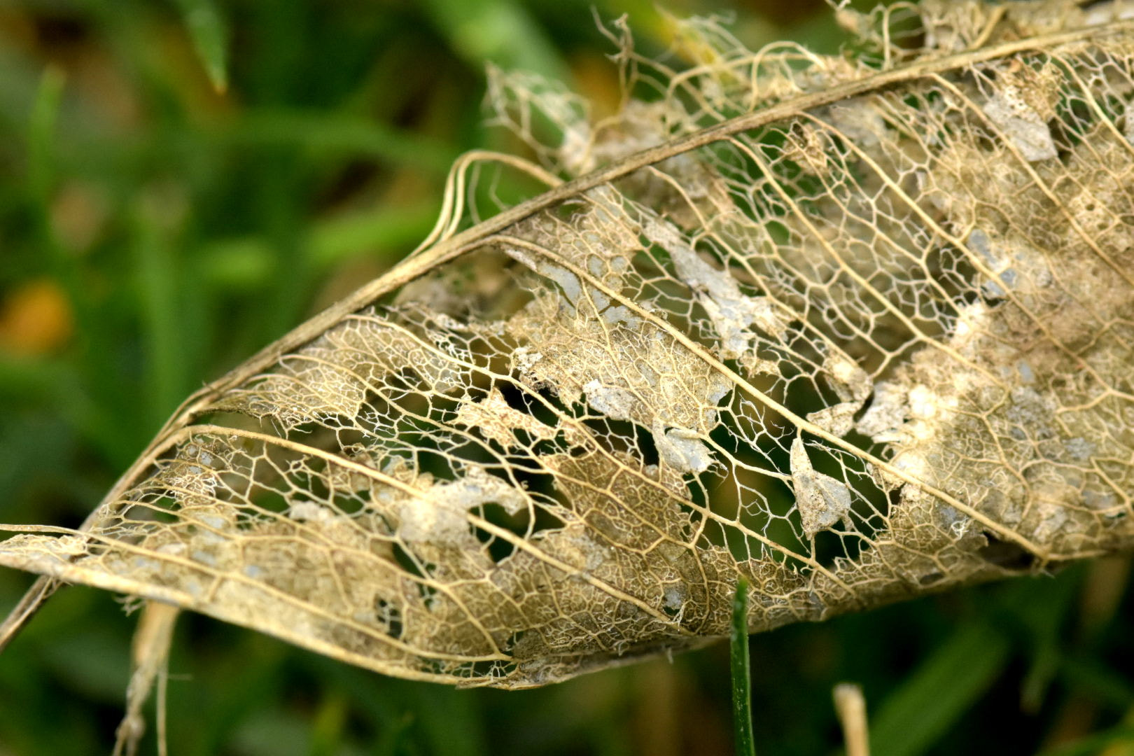 Nikon D7200 + Sigma 105mm F2.8 EX DG Macro sample photo. The leaf photography