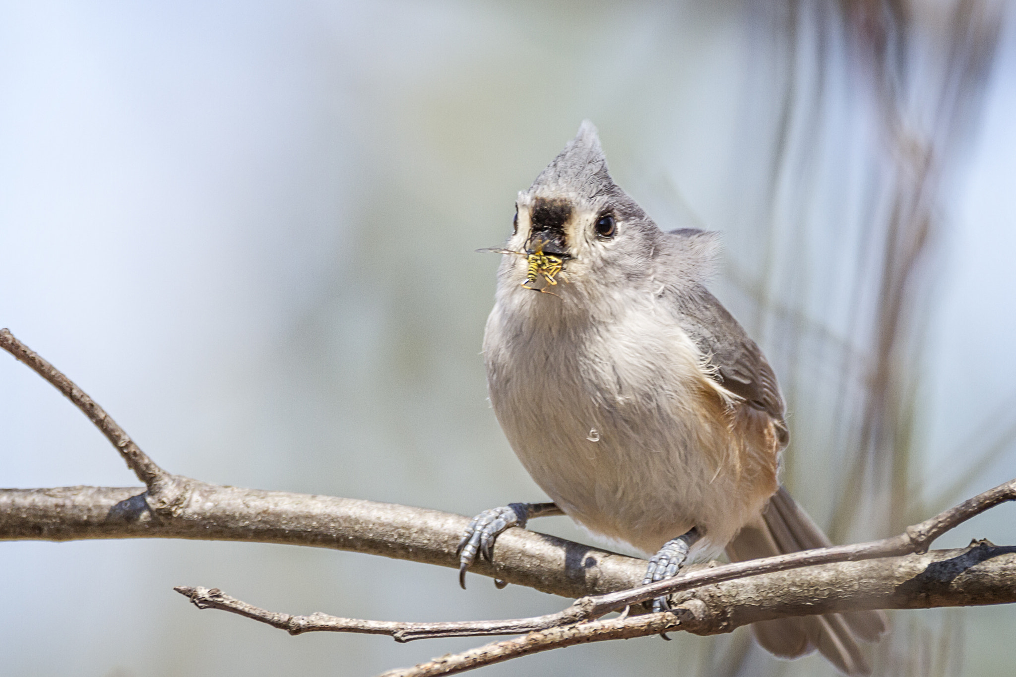 Sigma 150-600mm F5-6.3 DG OS HSM | C sample photo. Tufted titmouse photography