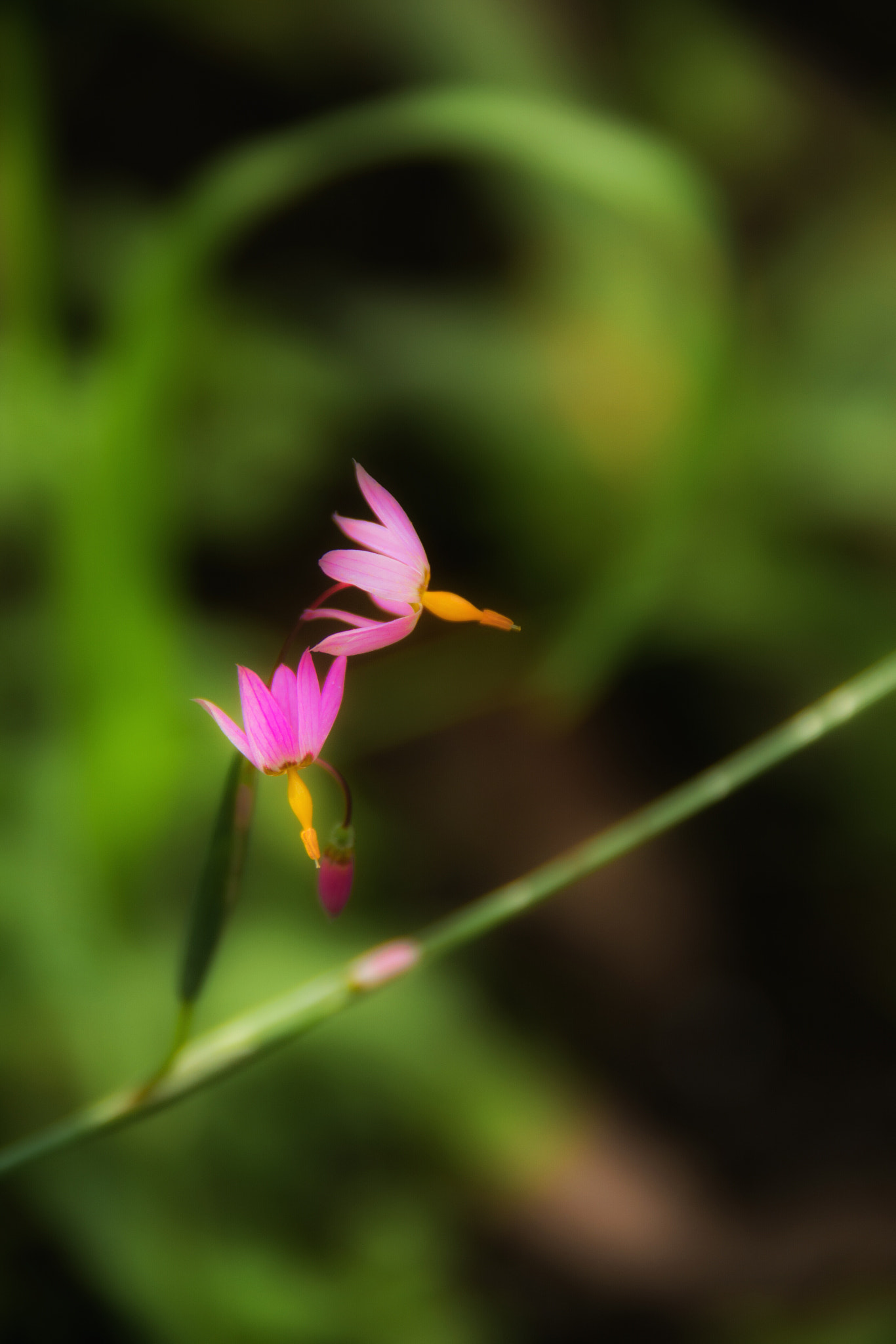 Pentax K-5 II sample photo. Twins photography