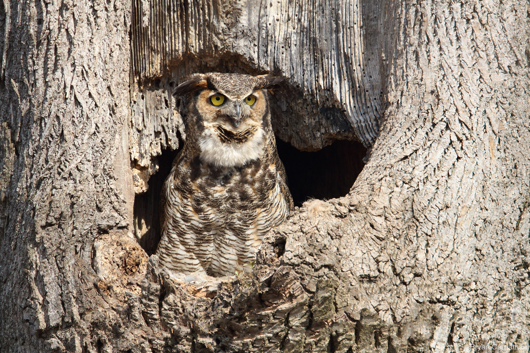 Canon EF 600mm F4L IS II USM sample photo. Great horned owl in nest cavity photography