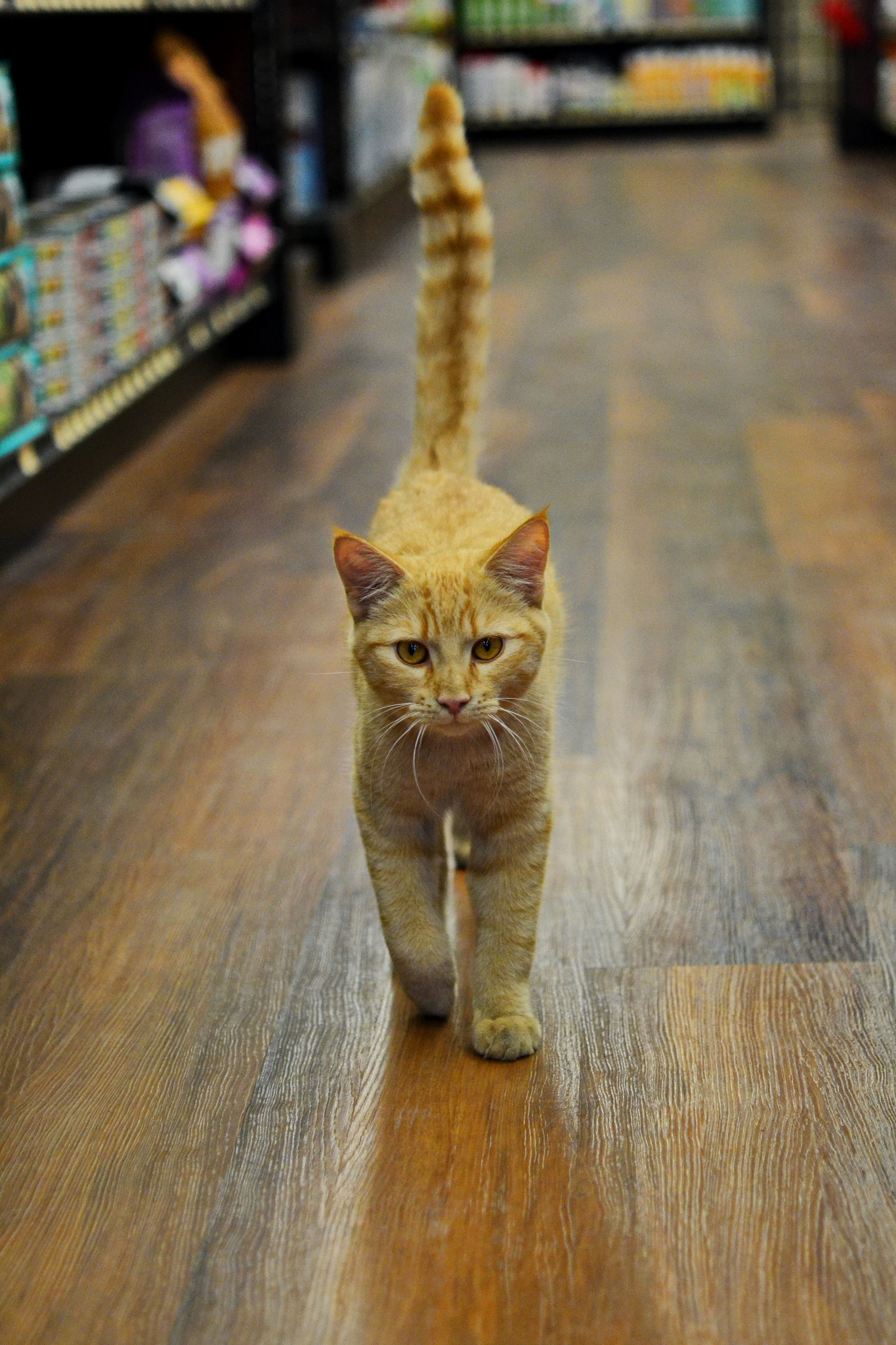 Nikon AF-S Micro-Nikkor 60mm F2.8G ED sample photo. Figaro spca rescue photography