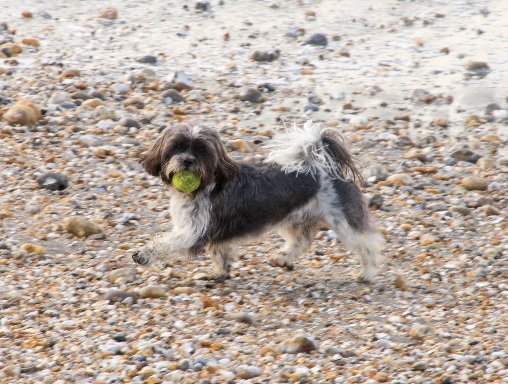 Nikon D600 sample photo. Dog on beach photography