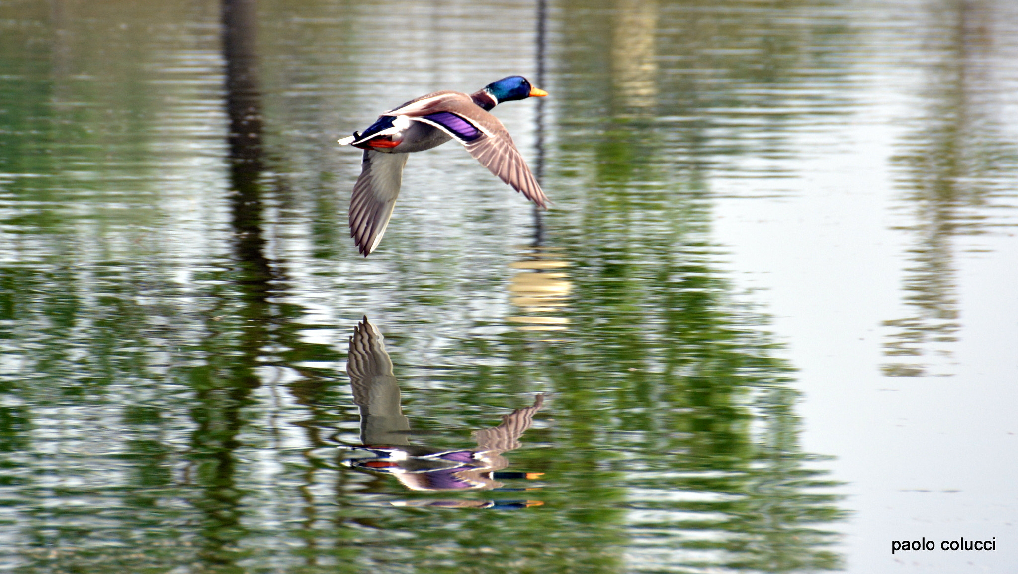 Sigma 18-200mm F3.5-6.3 II DC OS HSM sample photo. Germano reale photography