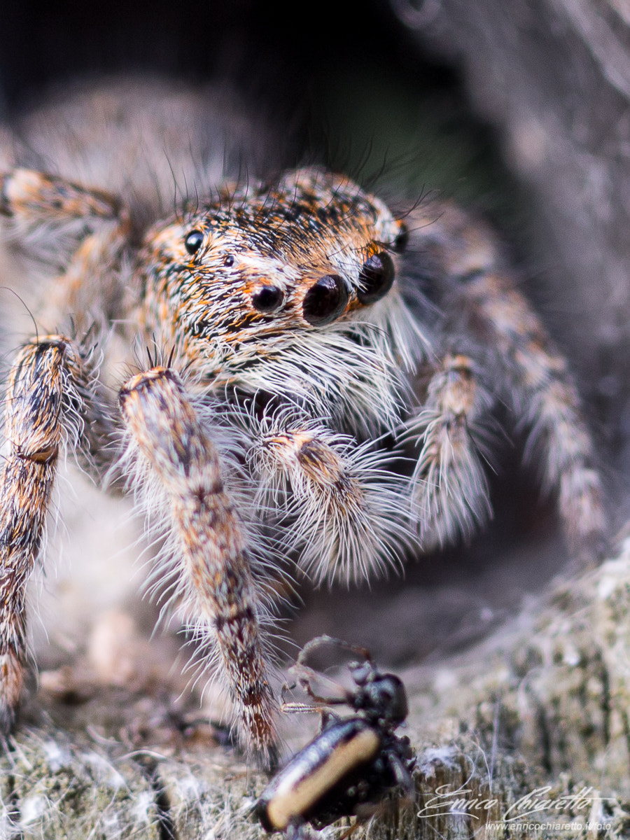 Olympus OM-D E-M10 + OLYMPUS 35mm Lens sample photo. Jump spider photography