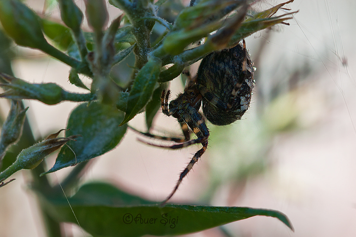 Sigma 105mm F2.8 EX DG OS HSM sample photo. Spider photography