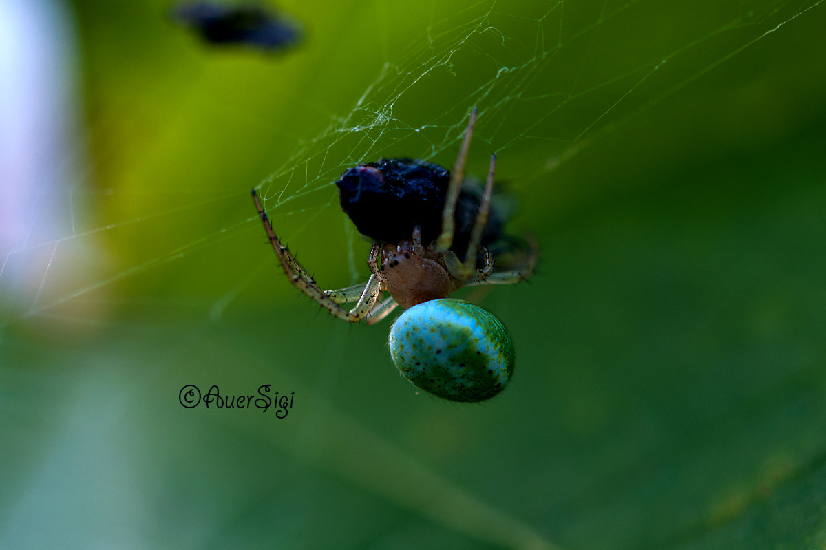 Sigma 105mm F2.8 EX DG OS HSM sample photo. Spider photography